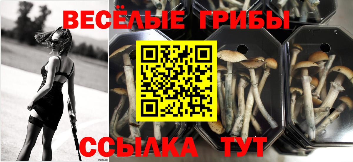 Тосно  Псилоцибиновые грибы Cubensis  Вход с VPN  Псилоцибиновые грибы ЛСД 